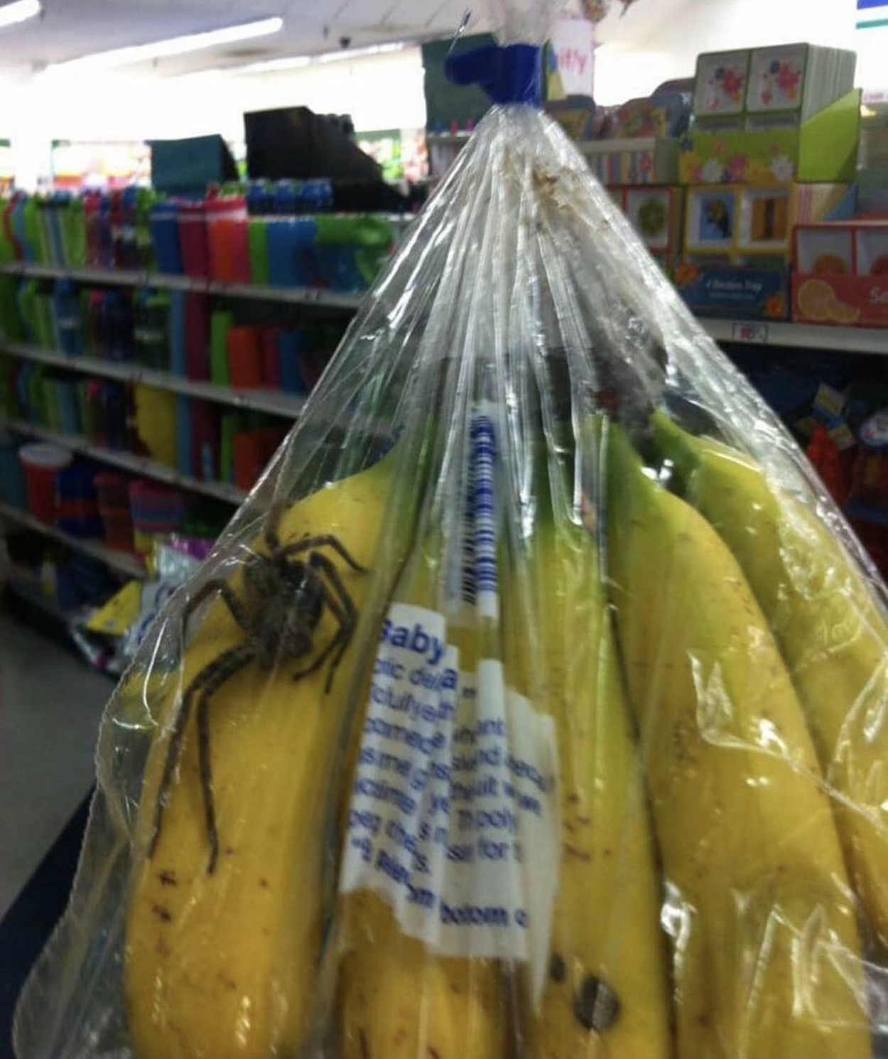 banana spider in bag - Saby cic dea ctulye comed sme cime y eg the fort bolom e